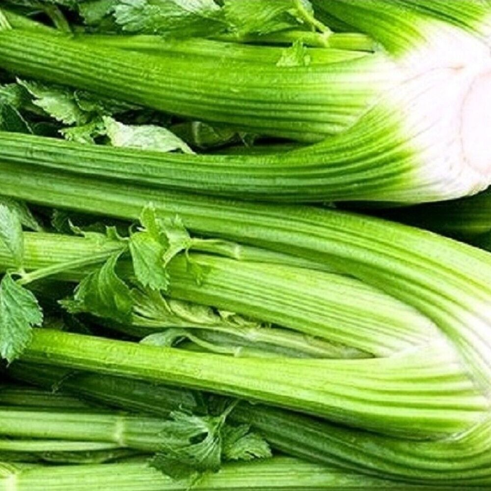 Best 150 of Tall Utah Celery Seeds (NON-GMO) Heirloom Fresh Garden - $3.80