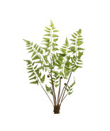 Varigated Fern Bundle with Sprout Accents (Set of 6) - €154,38 EUR
