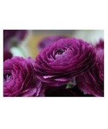 20 Pcs &#39;Zi Yuren&#39; Dark Purple Ranunculus Asiaticus Perennial Flower Seeds - $16.32