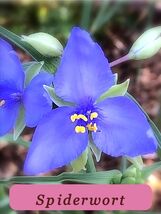 5908 spiderwort pop thumb200