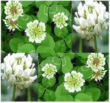 1200Seeds White Dutch Clover nectar source for bees and butterflies Frag... - £23.12 GBP