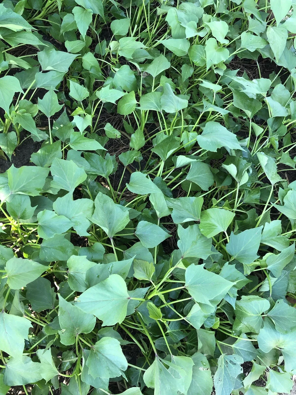 5 Ready To Plant Slips Rooted Sweet Potato Cutting Vines - $35.98