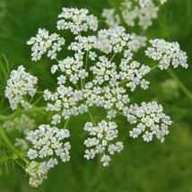 175 Caraway, Herb, NON-GMO, Garden Planting Herb Seeds - £14.99 GBP