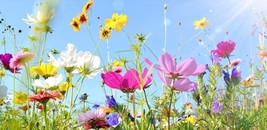 KBT Drought Tolerant Wild Flower Seeds Kit Bulk Flower Seed Mix Bulk Seeds - $446.75 MXN