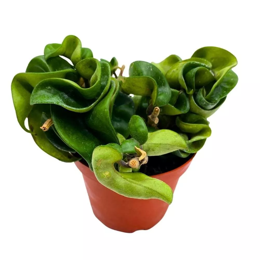 Hoya Hindu Rope 4 in Carnosa Compacta Krinkle Kurl Curly Wax Plant - £31.67 GBP