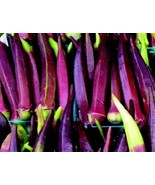 100+ Red Burgundy Okra Seeds| Đậu Bắp |Organic  , 2023 Season , 90% germ... - £3.13 GBP