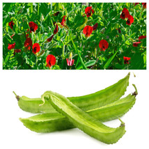 Septh 50 Asparagus Pea Winged Pea Lotus Tetragonolobus Red Flower Vegetable Seed - $6.00