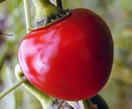 Pepper Seed, Large Hot Cherry, Heirloom, Organic, Nongmo, 20+ Seeds, Hot Pepper - £1.55 GBP