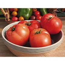 Jetsetter Tomato Seeds Gardening Easy Grow Usa Shipping - $5.60