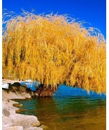 THJAR 5 Yellow Willow Seeds Tree Weeping Flower Giant Flowers Seed Peren... - $7.49