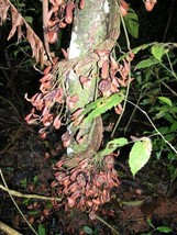 Aristolochia Maxima Florida Dutchman Pipevine 10 Seeds Garden Beautiful USA Sell - £17.82 GBP