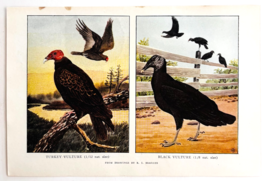 1927 Turkey Vulture Black Vulture Bird Art Plate Color Book Print Wildli... - $379.80 MXN