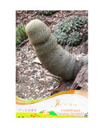 Sexy Cactus Seeds Indoor Outdoor Planting Available Fresh Seeds - $14.90