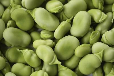 BEAN, FAVA WINDSOR BUSH, HEIRLOOM, ORGANIC 20+ SEEDS, NON-GMO, BUTTERY N HEALTY