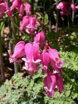 Dicentra peregrina - Lovely Pink Bleeding Heart-shaped Blooms, 5 Seeds D - £16.79 GBP