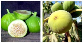 White Marseilles Italian Honey Fig Plant - 2.5&quot; Pot - Blanche Fig - £37.23 GBP