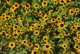 Guashi Store Creeping Zinnia Low Groundcover 150 Seeds - $8.99