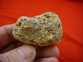 (k-3169) 35 g Rare Kauri tree Gum copal young Amber New Zealand Tane Mahuta - $29.39