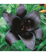 Black Charm Asiatic Lily Bulb Lilium asiatica Flower Live Plant Bulb - €16,46 EUR
