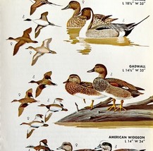 Ducks Pintail Gadwall Widgeons 1966 Color Bird Art Print Nature ADBN1r - $378.90 MXN