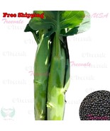 MBK 8 European Beech Tree Seeds Fast Ship - $236.91 MXN