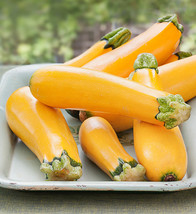 10 Golden Zucchini Squash Seeds Summer Squash Tasty New Fresh Seeds USA - $15.50