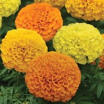 MARIGOLD SEEDS 25 SEEDS MARIGOLD MARVEL II MIX AFRICAN MARIGOLD SEEDS F1 - £17.96 GBP