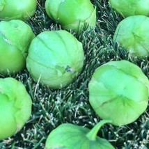 Plaza Latina Giant Green Tomatillo Vegetable Fresh Seeds USA - $14.42