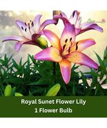 1 Bulb Royal Sunset Lily – Fragrant Asiatic Hybrid Lily, Hardy Perennial - $29.87 CAD