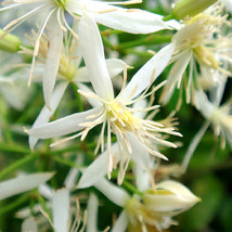 US Seller Clematis Chinensis Seeds Fast Shipping - $17.99