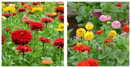 Zinnia Seeds . Beautiful! Vibrant ! Flowers ! Mixed! Planting ! 400 Seeds  - £15.17 GBP