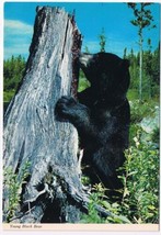 Animal Canada Postcard Young Black Bear Cub - $2.16