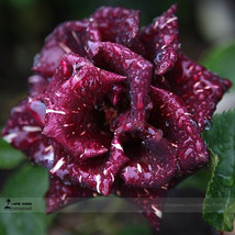 1 Professional Pack, approx 50 Seeds / Pack, Memphis Music American Rose Shrub F - £3.77 GBP