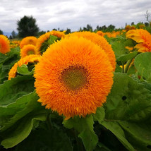 250 Seeds Teddy Bear Dwarf Sunflower 30Cm Tall Us Seller - $22.99