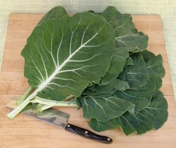 Portuguese Kale 20 Seeds Beira Fresh Garden USA SELLER - £13.10 GBP