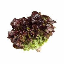 Oak Leaf Red Lettuce Oakleaf Loose Leaf 500 Bulk Crisp Bulk Seeds - $172.69 MXN