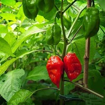 BStore Ghost Pepper Seeds ~ Naga Viper Chile Hot~ Bhut Bhi Jolokia 19 Pr... - $8.59