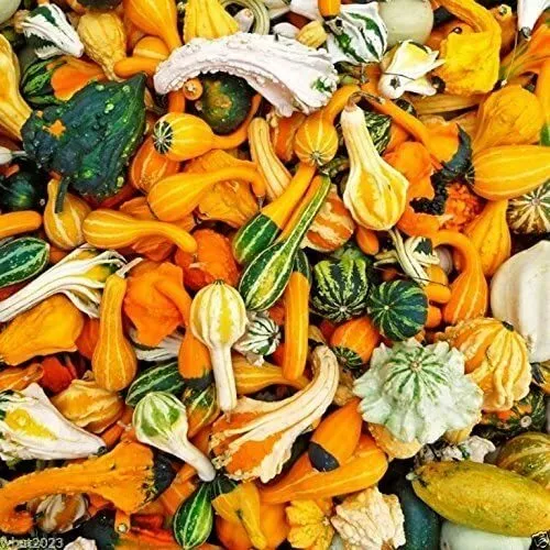 50+ Small Gourd Mix Seeds To Grow Your Own Fall Decor Usa Seller - £13.87 GBP