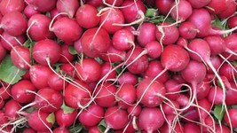 100 Premium SEEDS -Pink Celebration Radish -Garden Vegetable -OP Non GMO... - £3.18 GBP