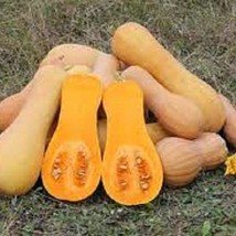 Waltham&#39;S Butternut Winter Squash - Organic, Heirloom Seeds - The Most P... - $8.98