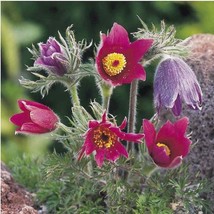 Pasque Flower (Anemone Pulsatilla Vulgaris Red) - 25 Seeds USA SELLER - $7.98