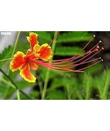 30 Pcs Caesalpinia Pulcherrima Seeds - $286.06 MXN