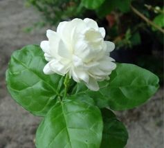 4&quot; Pot Grand Duke of Tuscany Arabian Jasmine Live Plant Fragrant - £42.90 GBP