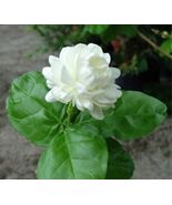 4&quot; Pot Grand Duke of Tuscany Arabian Jasmine Live Plant Fragrant - £42.30 GBP