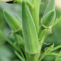 SD 30 Seeds Clemson Spineless Okra Seeds, Nongmo Garden Seeds - $7.99