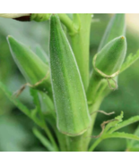 SD 30 Seeds Clemson Spineless Okra Seeds, Nongmo Garden Seeds - £6.01 GBP