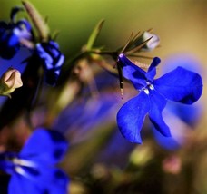 200 Seeds Electric Blue Lobelia Monsoon Flower - £13.50 GBP