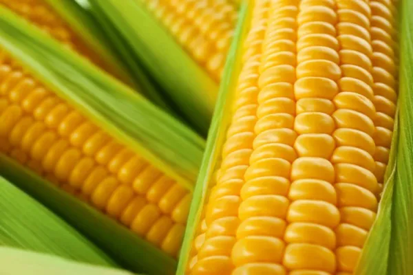 250 Incredible Sweet Corn Seeds- Usa Seller - £20.54 GBP