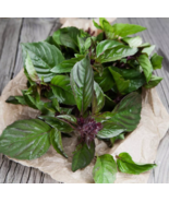 VN 500 Thai Basil Seeds (Ocimum Basilicum) Garden Seeds - $7.99
