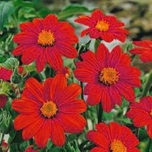TH 35 Seeds Red Torch Mexican Sunflower Seeds / Long Lasting Annual - £11.28 GBP